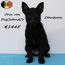 Schipperke Orin van DogCatandCo (stamboom) 120525 M(BE6876) 030825.jpg