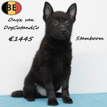 Schipperke Onyx van DogCatandCo (stamboom) 120525 M(BE6892) 030825.jpg
