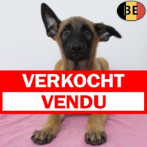 Mechelaar 220525 F(BE6956) 030825 verkocht - vendu.jpg