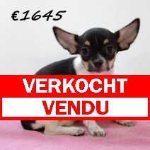 Chihuahua V 030325 (HU1229) 250625 verkocht - vendu.jpg