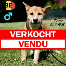 Shiba Inu Taro 190325 M(BE6576) 110725 verkocht - vendu.jpg