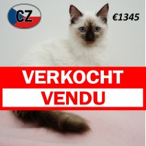 Ragdoll 080325 F (CZ4198) 230725 verkocht - vendu.jpg