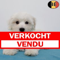 Maltezer 230525 M(BE7036) 030825 verkocht - vendu.jpg
