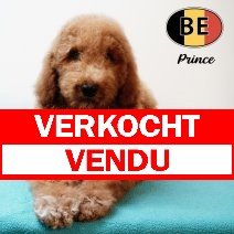 Koningspoedel 280425 M (BE6981) 260725 verkocht - vendu.jpg