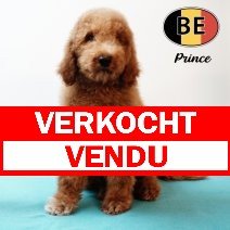 Koningspoedel 280425 M (BE6981) 260725 (2) verkocht - vendu.jpg