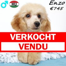 Dwergpoedel Enzo 091224 M(HU9618) 150625 verkocht - vendu.jpg