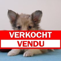 sheltie 240425 M (BE6907) 270625 verkocht - vendu.jpg