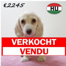 Teckel 070425 F (HU3259) 300725.verkocht