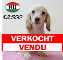 Teckel 060425 F (HU3269) 300725.verkocht.png