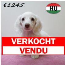 Teckel 070425 F (HU3261) 300725.verkocht.png