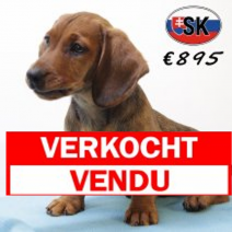 Teckel 280325 M (SK6432) 290725.verkocht.png