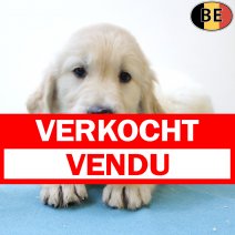 Golden Retriever 050625 M(BE9899) 030825 verkocht - vendu.jpg