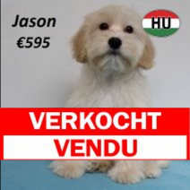 maltipoo 050125(HU1114) 090525.verkocht.png