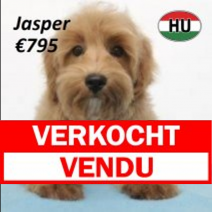maltipoo 221225(HU5230) 090525.verkocht.png