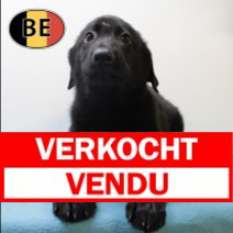 Duitse Herder 070525 M(BE6910)160725.verkocht.png