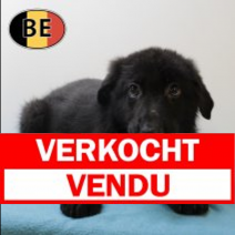 Duitse Herder 070525 M(BE6893)160725.verkocht.png