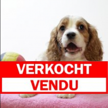 Cavalier King Charles M 010425 (BE6787) 200625.verkocht.png