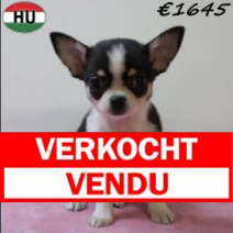 Chihuahua 0140425 F (HU3297) 300725.verkocht.png