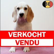 Beagle 190425 F(BE6768) 110725.verkocht.png