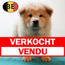 Chow Chow M 010525 (BE4676) 090725.verkocht.png