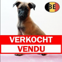 Mechelaar 220525 F (BE6952)230725.verkocht.png