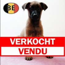 Mechelaar 220525 F (BE6960)230725.verkocht.png