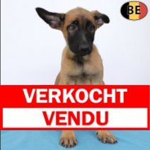 Mechelaar 220525 M(BE6944) 030825.verkocht.png