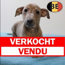 Italiaanse Windhond160525 M (BE4186)160725.verkocht.png