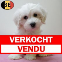 Maltezer 230525 F(BE7023) 030825.verkocht.png