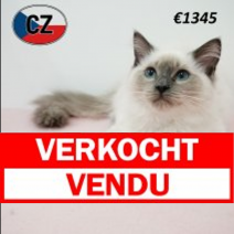 Ragdoll 160325 F (CZ2435) 230725.verkocht.png