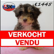 Havanezer 310325 F (SK6021) 290725.verkocht.png