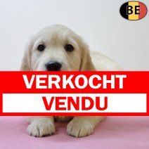 Golden Retriever 050625 F(BE9774) 030825 verkocht - vendu.jpg