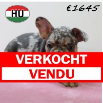 Franse Bulldog 140425 F (HU3274) 300725 verkocht - vendu.jpg