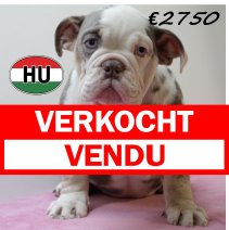 Engelse Bulldog 050425 F (HU3223) 300725 verkocht - vendu.jpg