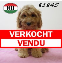 Cockapoo 070425 F (HU3252) 300725 verkocht - vendu.jpg