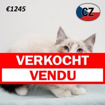 Ragdoll 160325 M (CZ2432) 230725 verkocht - vendu.jpg