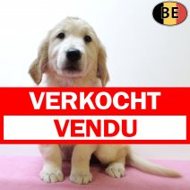 Golden Retriever 050625 F(BE9792) 030825 verkocht - vendu.jpg