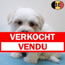 Maltezer 030625 M(BE6746) 030825 verkocht - vendu.jpg