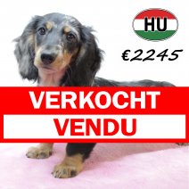 Teckel 040425 F (HU3262) 300725 verkocht - vendu.jpg