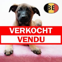 Mechelaar 220525 F (BE6964)230725 verkocht - vendu.jpg