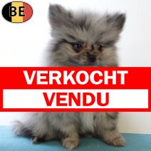 Keesje 010625 M(BE1853) 080825 verkocht - vendu.jpg