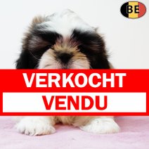 Shih Tzu 050525 F(BE9805) 110725 verkocht - vendu.jpg