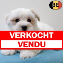 Maltezer 030625 M(BE6720) 030825 verkocht - vendu.jpg