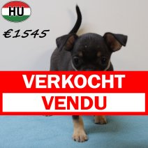 Chihuahua 100425 M (HU3293) 300725 verkocht - vendu.jpg