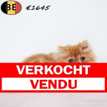 Exotic Longhair 010525 F(BE6827) 250725 verkocht - vendu.jpg