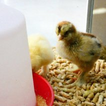 Brahma kuikens te koop (3).jpg