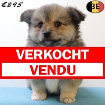 Kees 020625 M(BE6736) 030825 verkocht - vendu.jpg