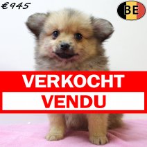 Kees 020625 F(BE6620) 030825 verkocht - vendu.jpg