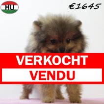 Pomeriaan 060425 F (HU3233) 300725 verkocht - vendu.jpg