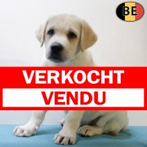 Labrador Retriever 010625 M(BE9976) 030825 verkocht - vendu.jpg